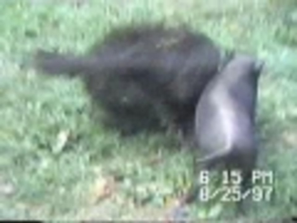 Pigs got em down