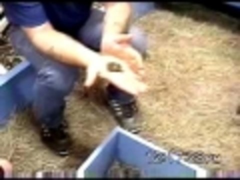 Two headed turtle