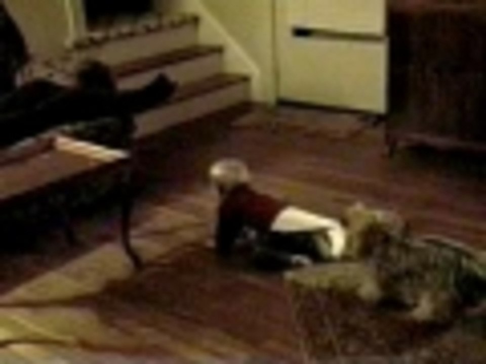 Dog pulls baby by his shirt video Dailymotion