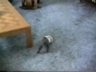 Kitten bottle rocket