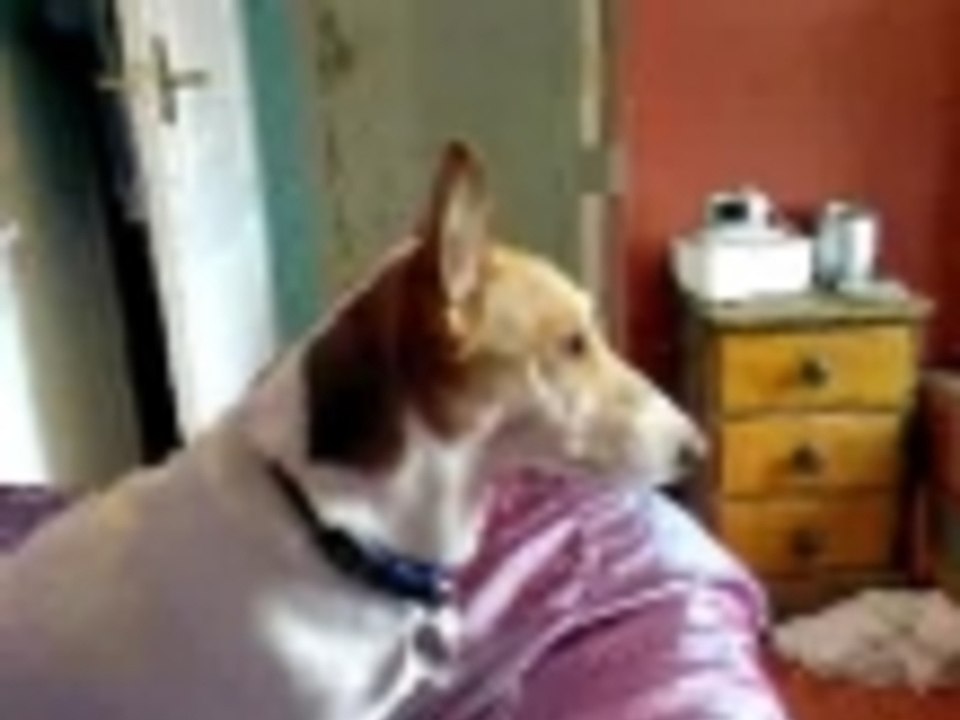 Singer Dog