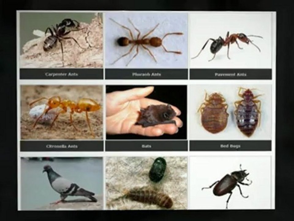 All-Pest Control Services Inc. - Pest Control Toronto