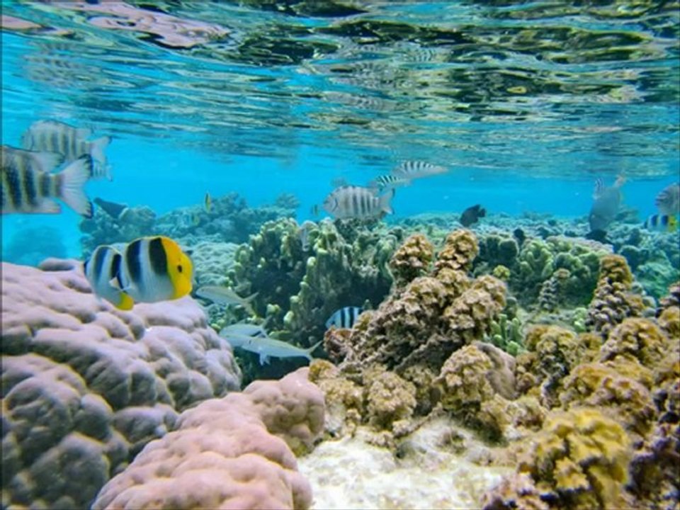 Montage photo voyage Raiatea