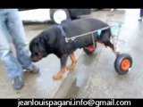 voiturette pour chien handicapé