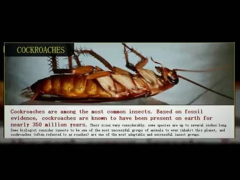 Pest Control Phoenix - (623) 877-0550 - AntEater Exterminating Inc