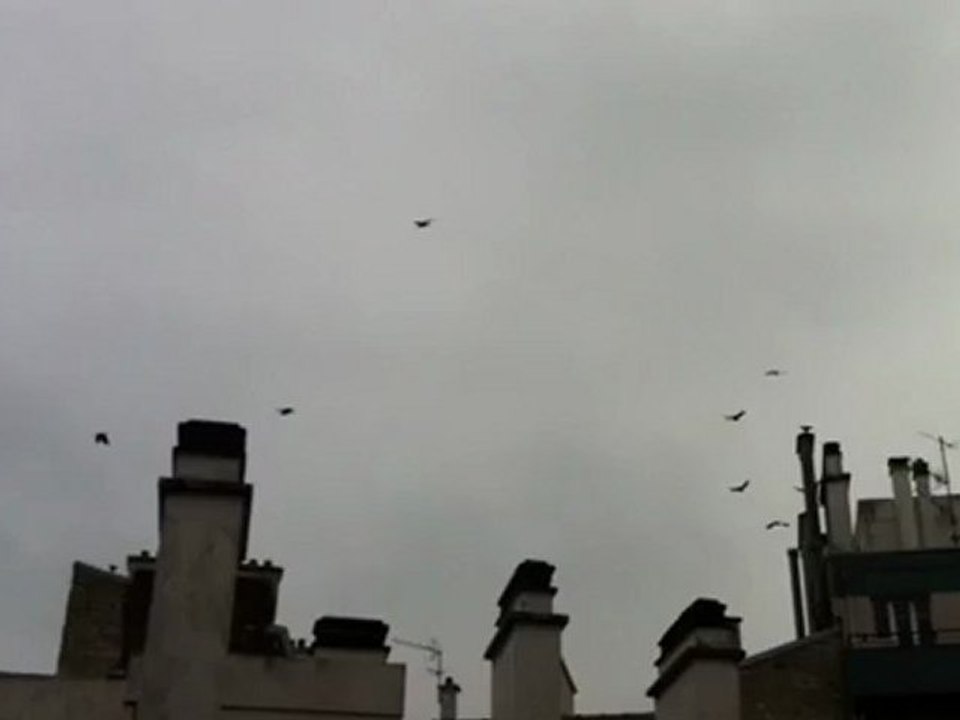 Les Oiseaux
