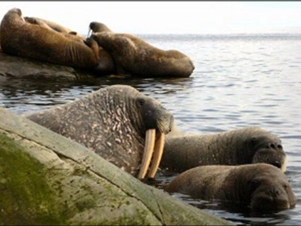 Thin Ice 3D [HD] online watch www.hdmegavideo.net