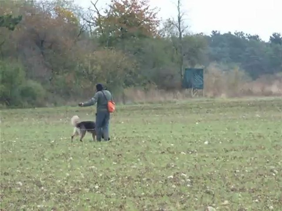 FALCON du Domaine de Kilorff le 7 11 2012