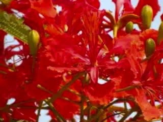 Asit Kumar- Dhan Dhanya Pushpa Bharaa on Hawaiian Guitar