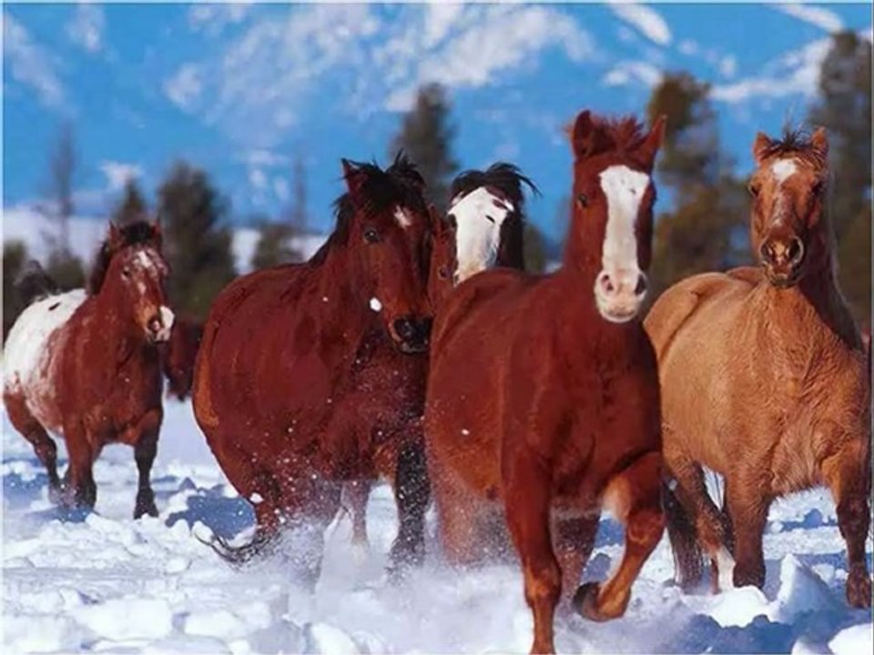 107 Chevaux sauvages