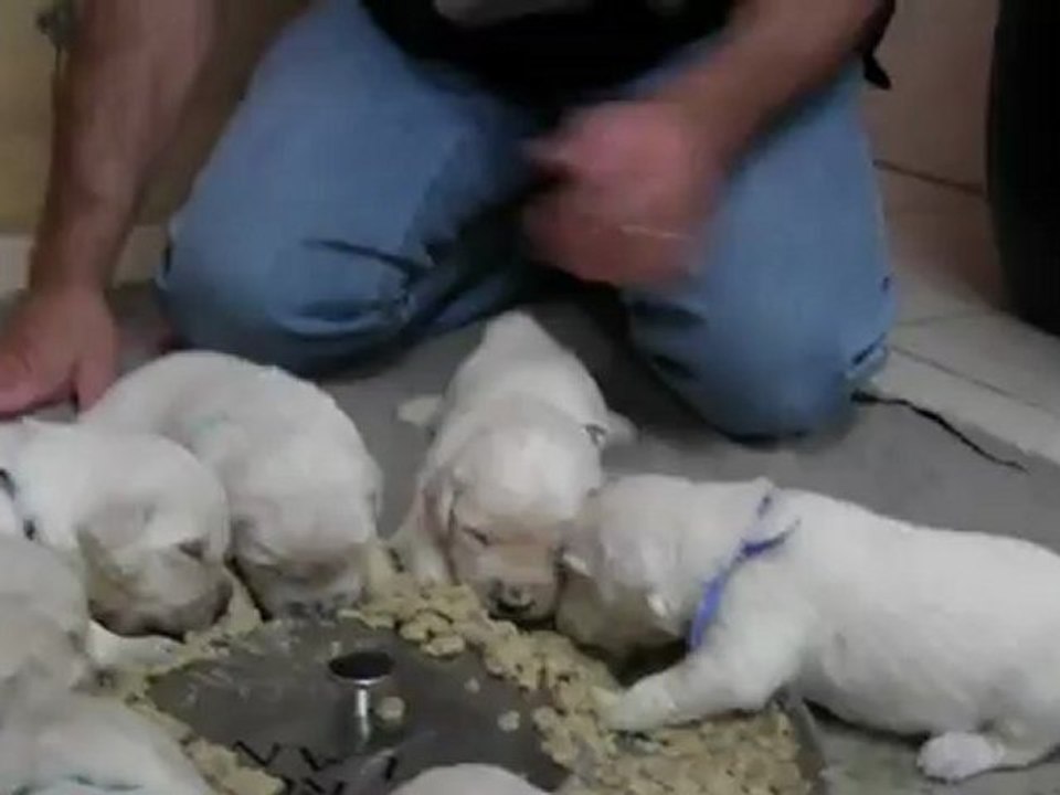 Premier repas des bébés golden reriever à 18 jours