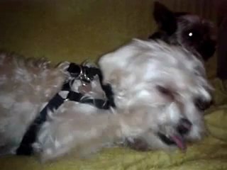 video-2012-10-16-20-39-58 derniere prise de mon romeo