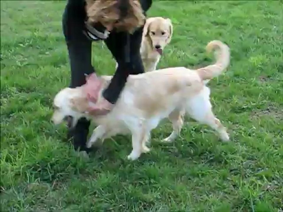 Golden et Lili