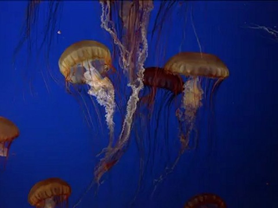 Jellyfish_Up