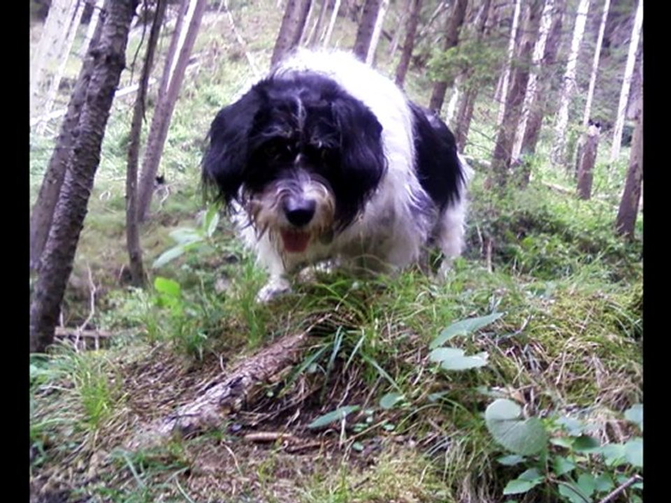 Zur Erinnerung an unseren treuen Hund Bingo.