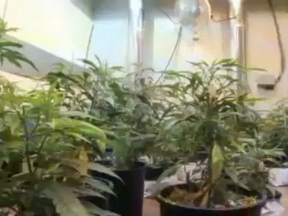 Dans le Colorado, on a le droit de se rouler des joints ....