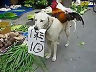 Dog Selling Chickens
