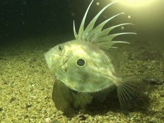 Rencontre avec un St Pierre