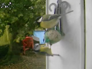 mesanges sur boules de graisse