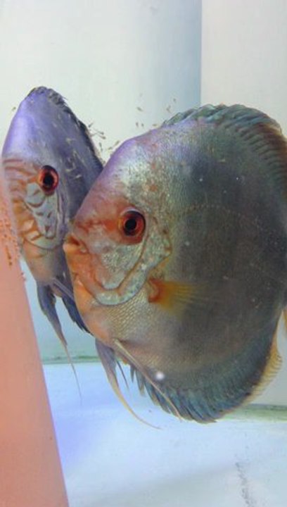 couple cobalt  qui éleve de jeunes goldens