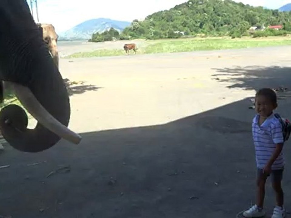 ELEPHANT