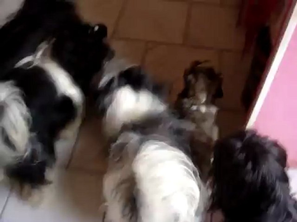 Habanita bichons havanais