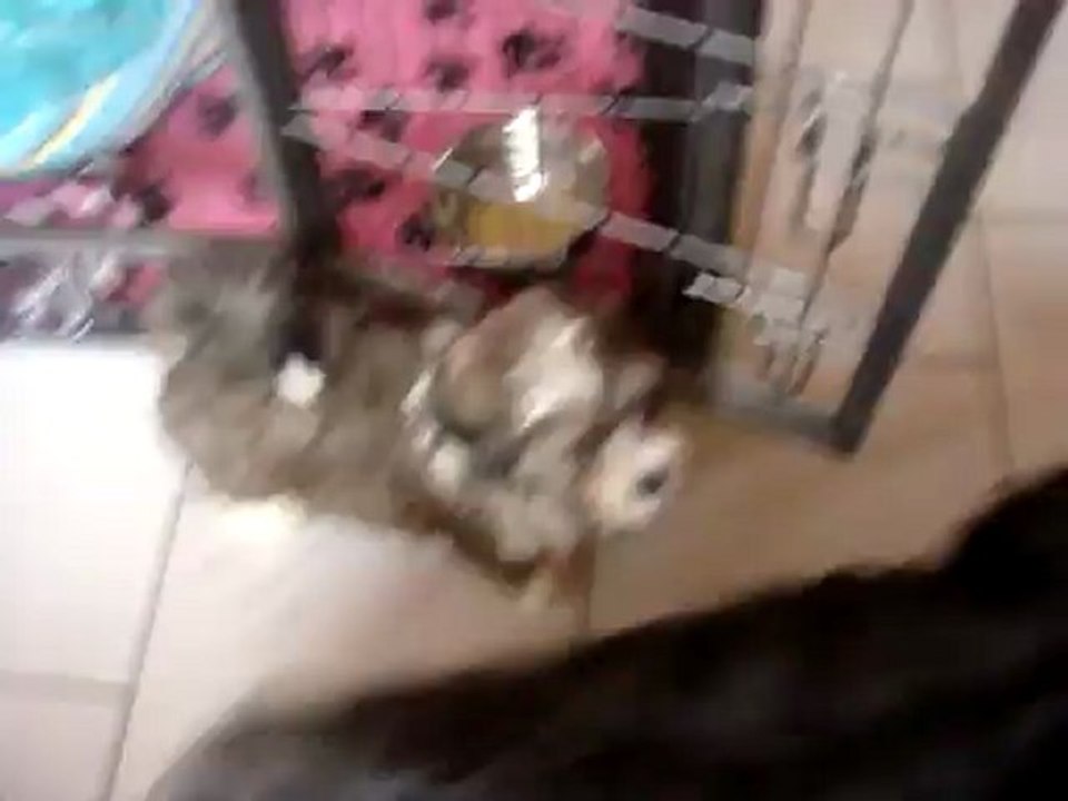 Bichons havanais Du Royaume De Mon Prince Noir