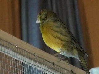 Kanarienvogel singt
