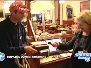 Les animaux de la 8 : Le Cantal (2/2)