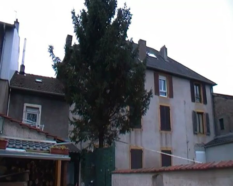 Chute de sapin Serémangeois