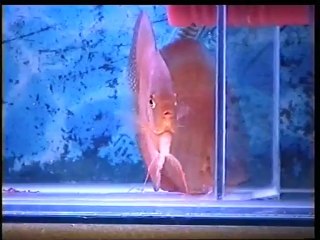 ciftler  2013 e hazrlık