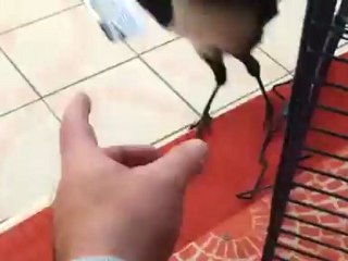 Pie apprivoisée