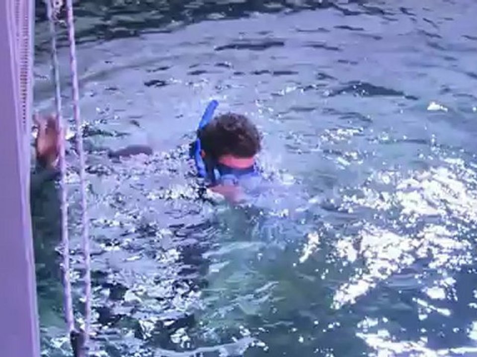 En apnée au milieu des requins pour plaider leur cause