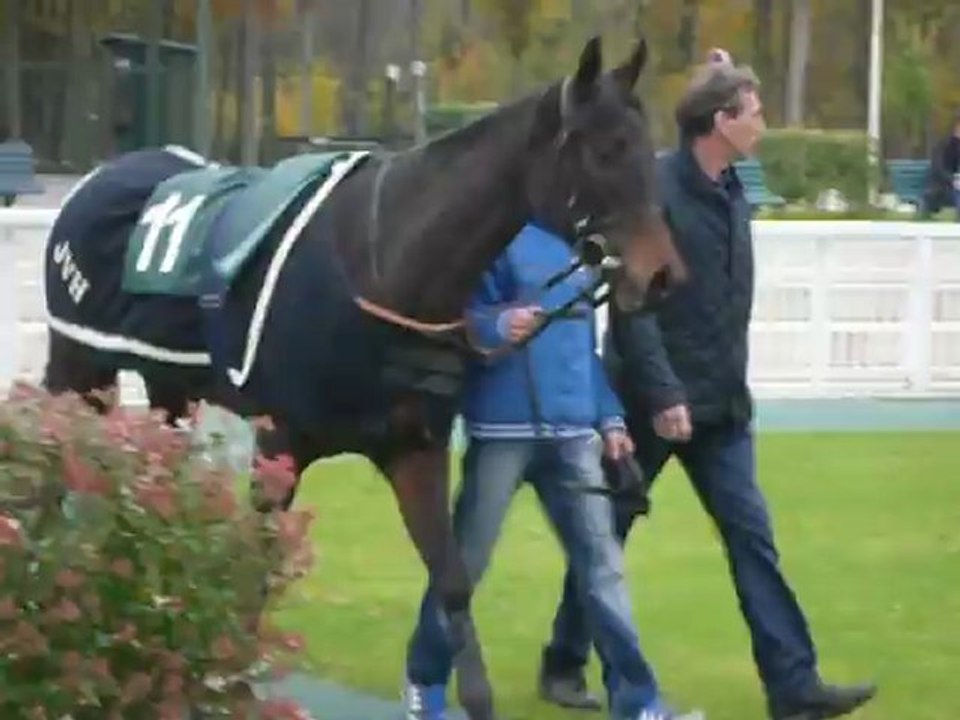 Rond de présentation des chevaux de la 5ème course-Chantilly (09-11-2012)