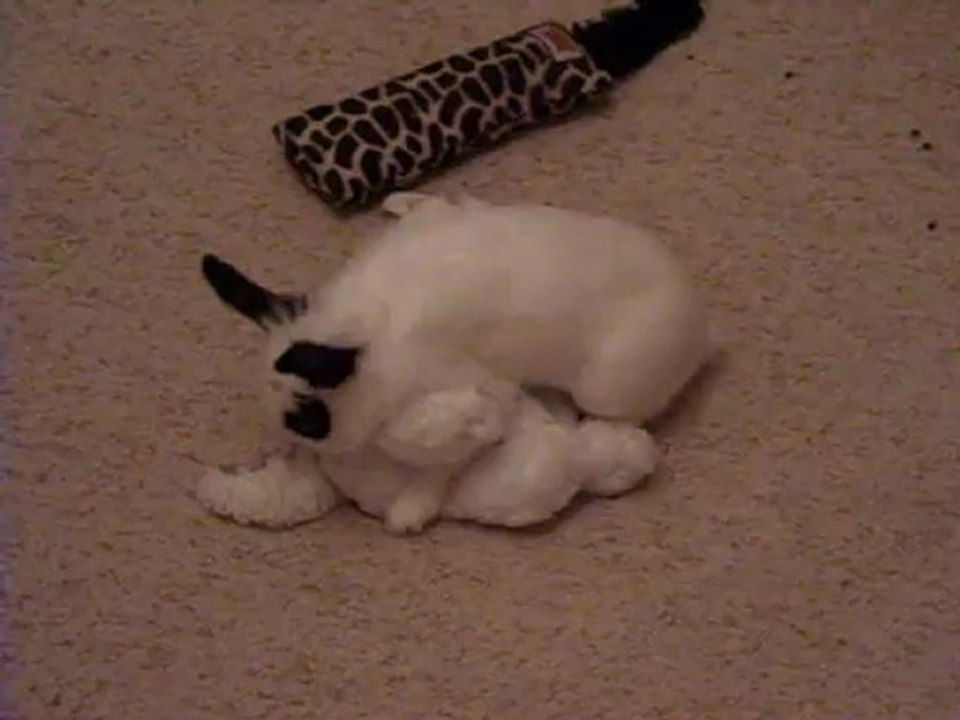 Galen et le husky en peluche