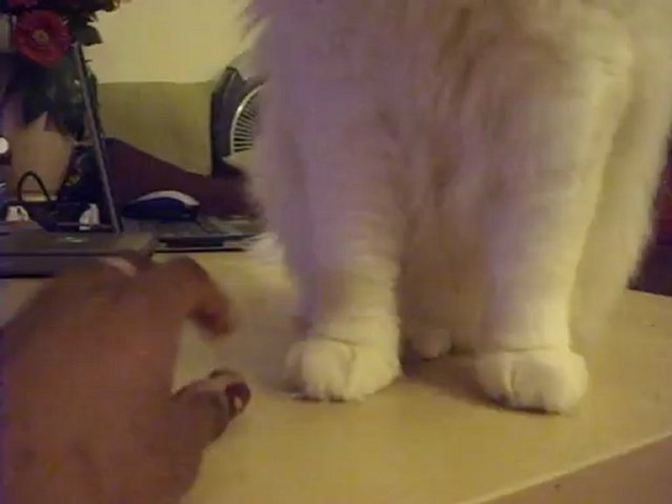 Anakin et l'olive 2