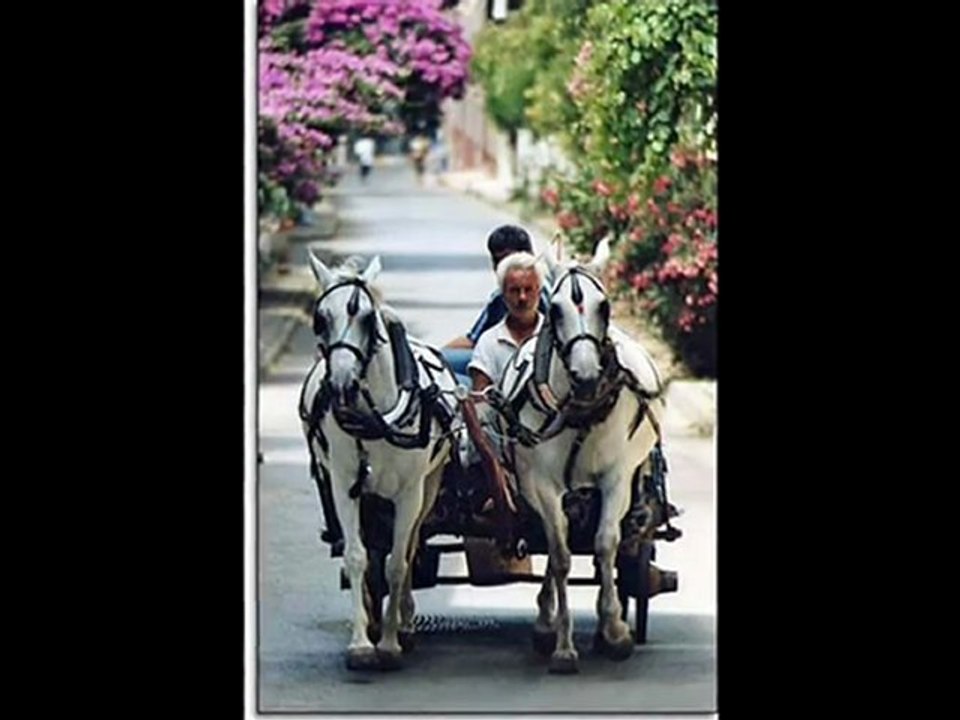 YOLCU İLE ARABACI SUAT SAYIN yavuz959