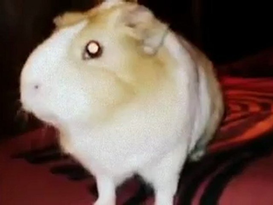 surprise.mp4
