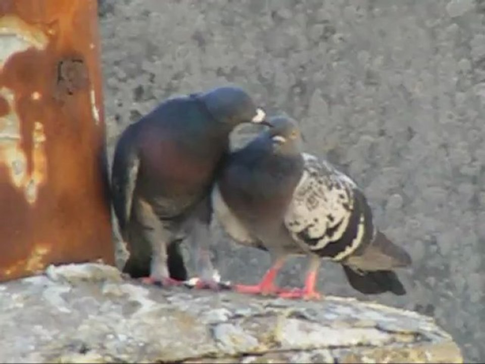 2 pigeons