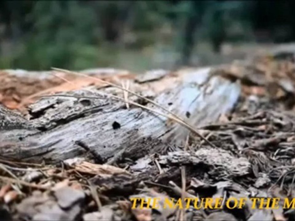 THE NATURE OF THE MUSIC - SORROW