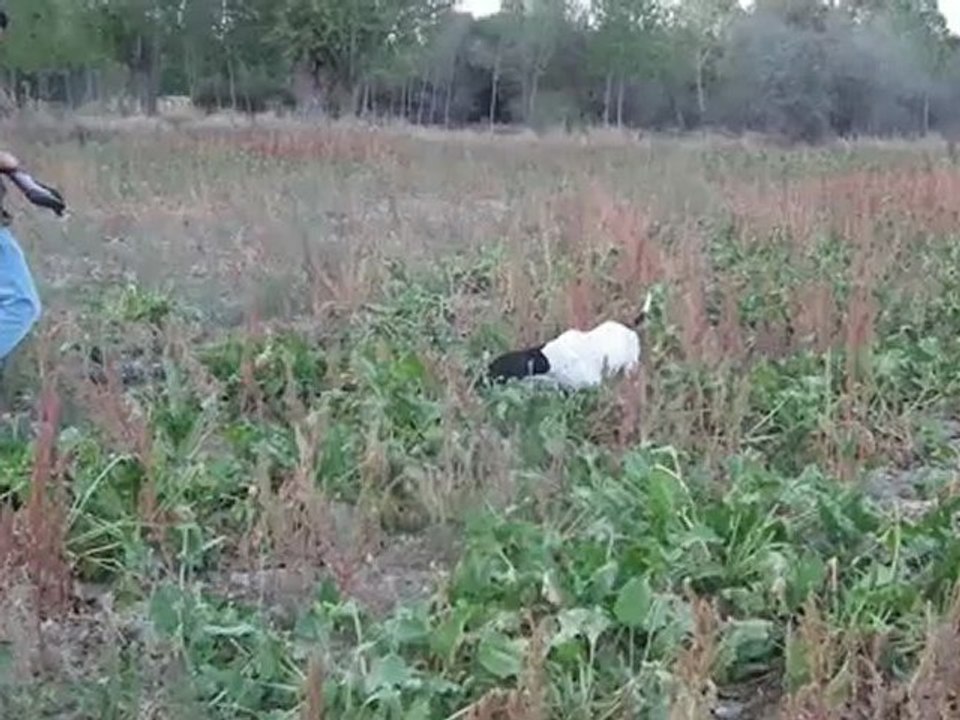 LUKAS RAJKAL FERMA (bıldırcın ferması)