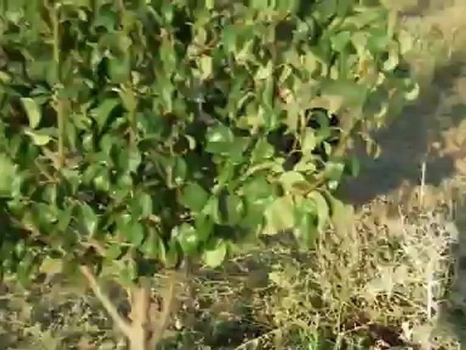 mauro ferma (akgün av köpekleri)