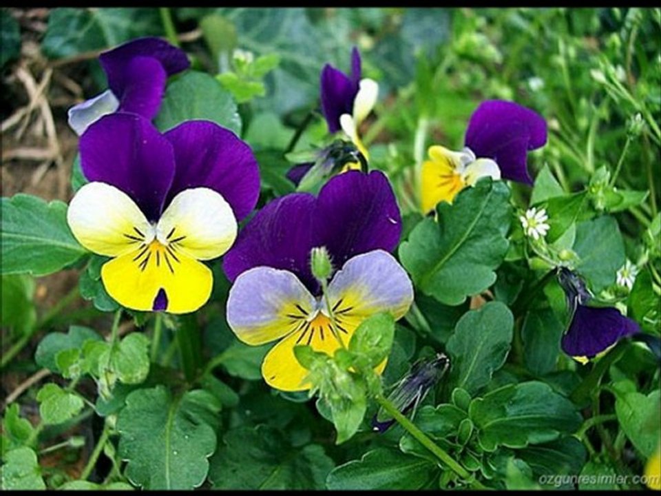 Selda Eşgin Yar Unutamadım Bahri GÖKÇE