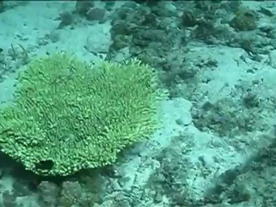 Cebu Diving 3