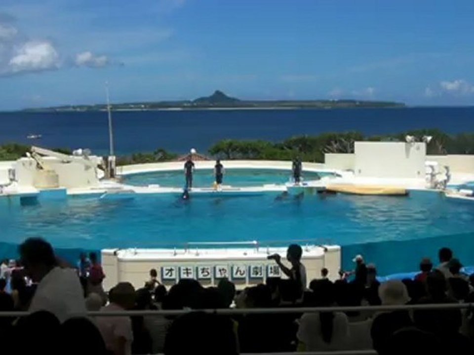 les dauphins de l'aquarium CHURAUMI à Okanawa