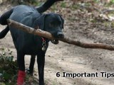 How To Train Your Dog - 6 Important Dog Training Tips For Obedience Training - YouTube