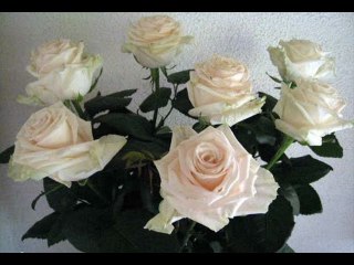 ROSES BLANCHES DE CORFOU