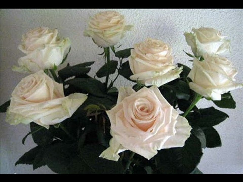 ROSES BLANCHES DE CORFOU Vidéo Dailymotion