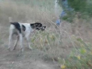 lukas rajkal. ( Akgün Av Köpekleri )