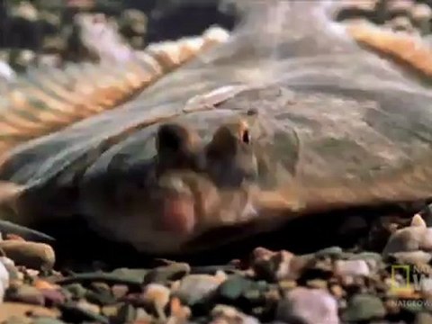 Dünya Tuhaf - Okyanus